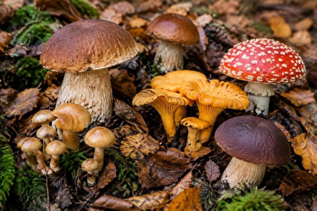 Tendance Champignon : l'Incontournable de l'Automne