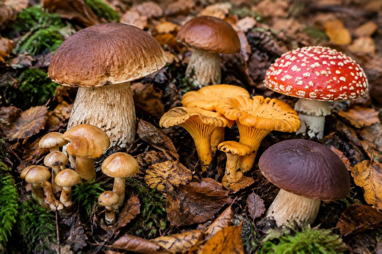 Tendance Champignon : l'Incontournable de l'Automne